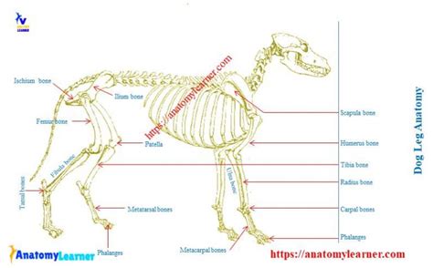 Dog Leg Anatomy With Labeled Diagram Bones Joints Muscles And