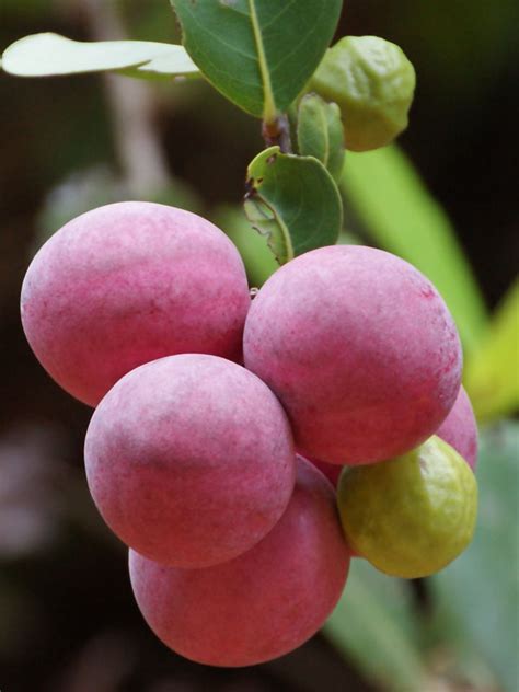 Red Tip Paradise Cocoplum Plant Chrysobalanus Icaco Urban Perennials