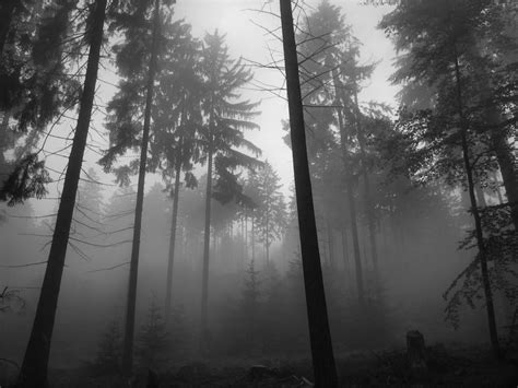 Dark Forest Nature Trees Mist Wallpaper Nature And Landscape