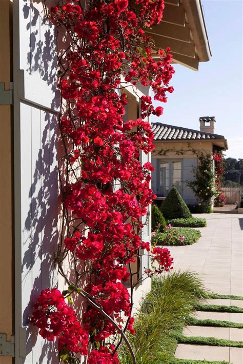 Bougainvillea How To Grow This Flowering Climber Climbing Plants