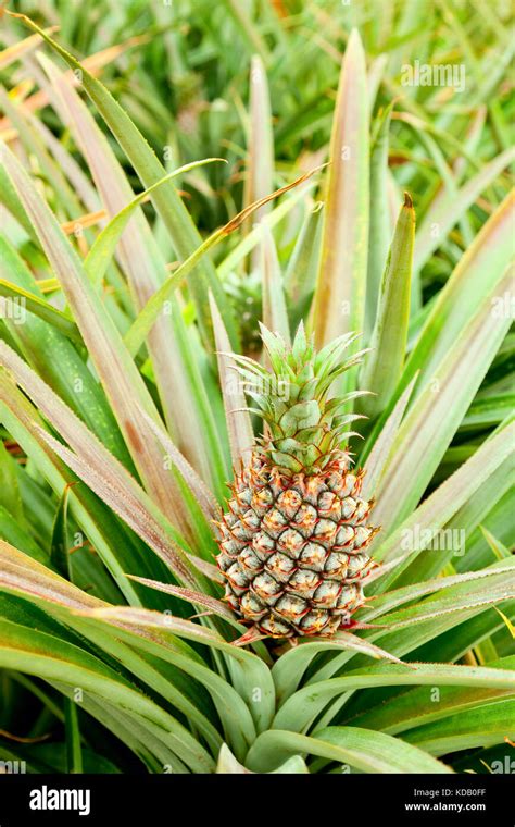 Growing Pineapple On A Parent Plant Stock Photo Alamy