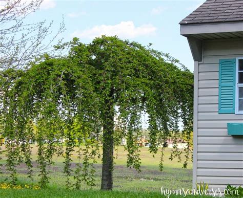 How To Prune A Weeping Cherry Tree Weeping Cherry Tree Weeping Trees
