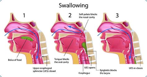 Swallowing Process Download Scientific Diagram
