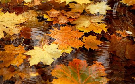 Autumn Leaves In The Rain Water Hd Wallpaper