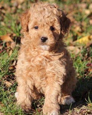 Miniature goldendoodle teddy bear dog. Teddy Bear Miniature Poodle Puppies … | Teddy bear puppies ...