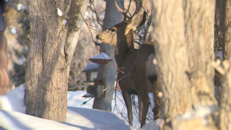 Cpw Looking For Person Who Illegally Shot Mule Deer In Northern