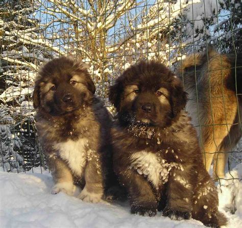 Caucasian Ovcharka Dog Info Temperament Puppies