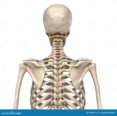 Human Anatomy Skeletal System Of The Torso Rear View Stock