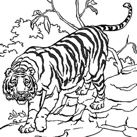 Le tigre du dessin n a pas l air bien méchant Colorie ses rayures en