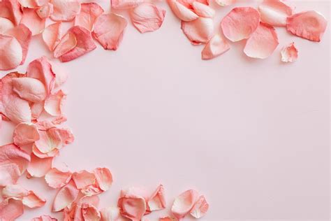 Pink Rose Petals · Free Stock Photo