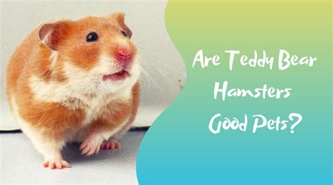 Teddy Bear Hamster Facts 2022 Everything You Need To Know Vlrengbr