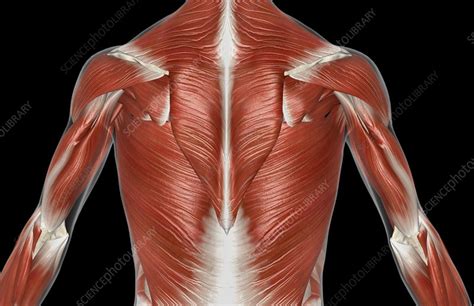 The Muscles Of The Upper Body Stock Image C0081641 Science Photo