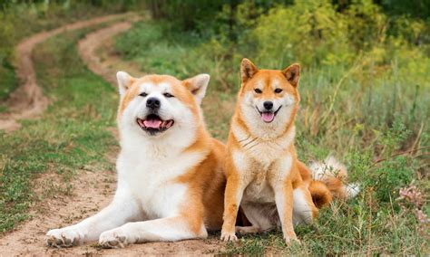 53 Incredible Japanese Dog Names And Their Meanings W3schools