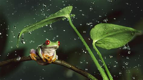 Wallpaper Rainy Night Frog 1920x1080 Full Hd 2k Picture Image