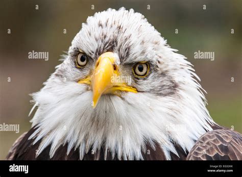 Bald Eagle Close Up Head Facing Front Stock Photo Alamy