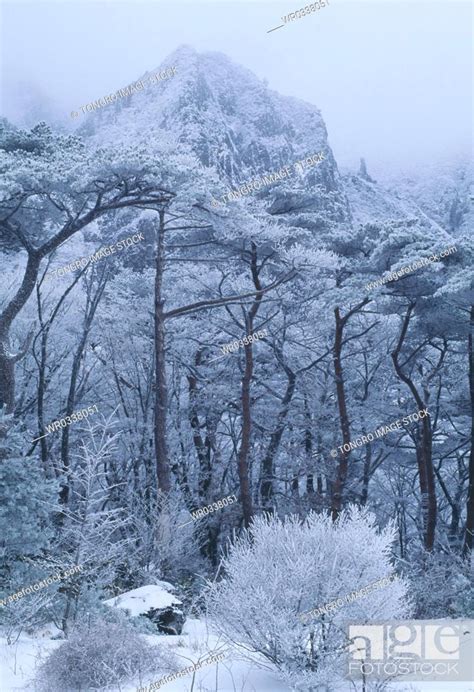 Jeju Island Snow Scene Of Hanla Mountain Winter Stock Photo Picture