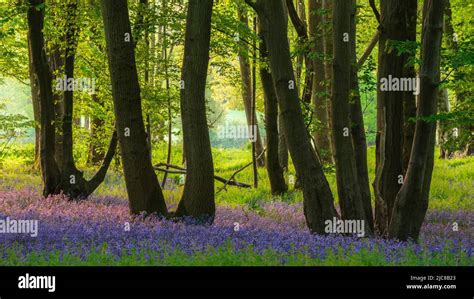 Stunning Majestic Spring Bluebells Forest Sunrise In English