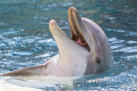 Smiling Dolphin Backstroke Photograph By Sr Green Fine Art America