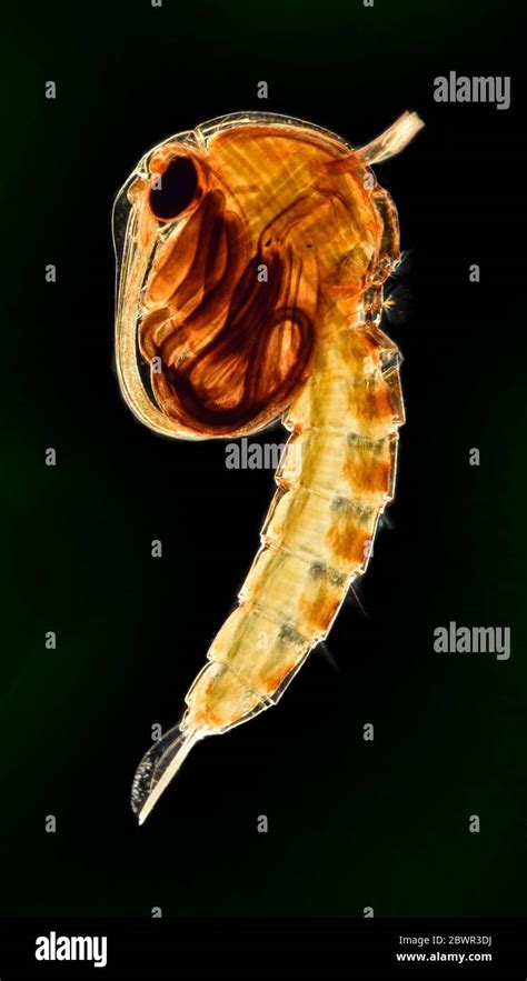 Gnat Pupa Culex Pipiens The Common House Mosquito Black Background