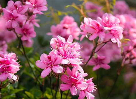 Premium Ai Image Pink Flowers Foreground