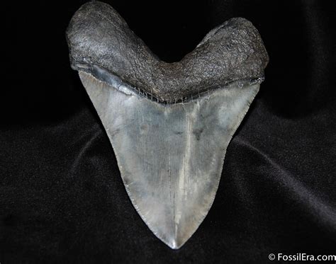 Huge Serrated 625 Inch Megalodon Tooth For Sale 185