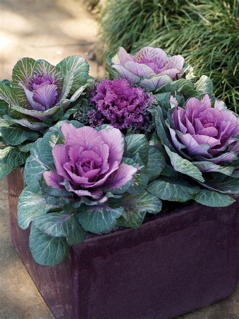 Use them as part of a planting combination or use individually in pots and. 17 Best Plants for Cool-Season Color - Sunset Magazine