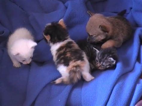 3 Cute Kittens Playing With Tiny Cute Puppy Youtube