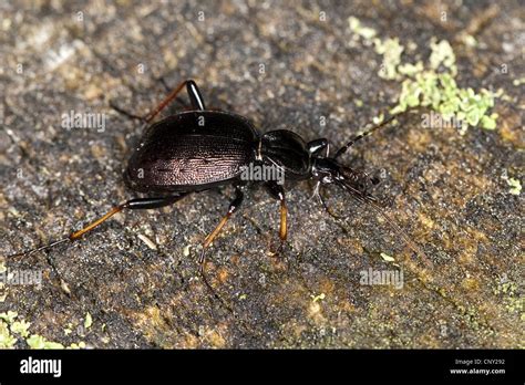 Escarabajo de tierra Cychrus attenuatus sentada en la madera muerta Fotografía de stock Alamy