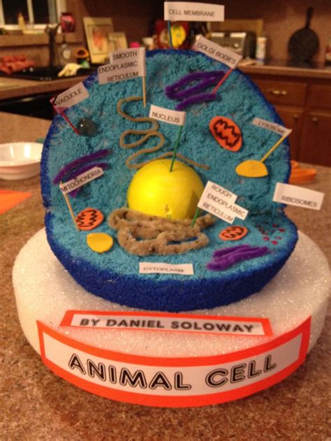 3d Animal Cell Model Project Styrofoam What Is A 3d Object That I Can