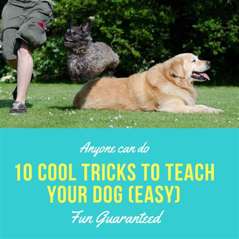 10 Cool And Easy Tricks To Teach Your Dog 5 Minute Tricks Dog