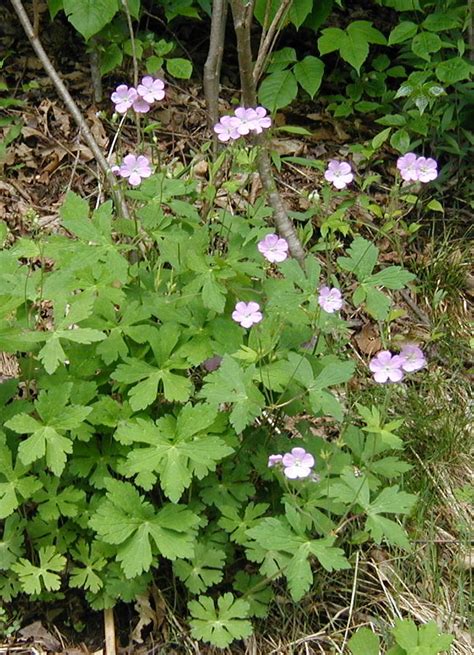 Wild Geranium Blooms During May In Pa