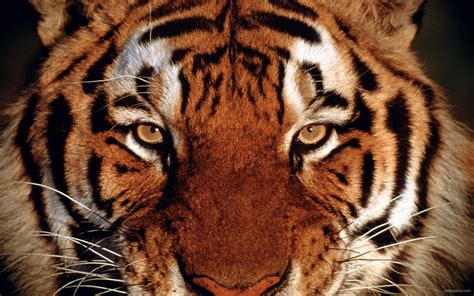 Free Download Still Tiger Rare Picture Indian Tiger Mobile Wallpaper