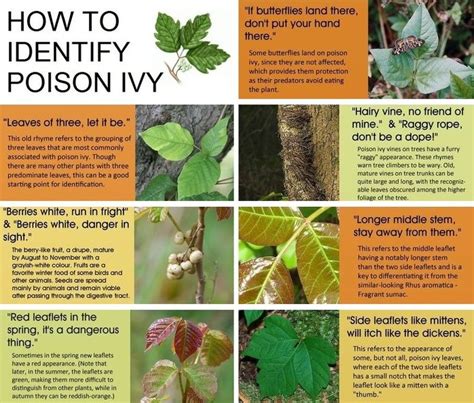 How To Identify Poison Ivy Joys Of Gardening Pinterest