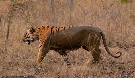 Two Tone Tiger Is Half Invisible After Taking A Mud Bath In India