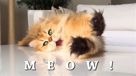Meow Best Cat Song Ever Orig Collective Music Video Feat Lil Bub