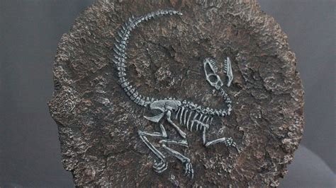 Velociraptor Fossil Jurassic Park