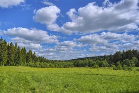 Summer Meadow Landscape With Green Grass And Wild Flowers On The