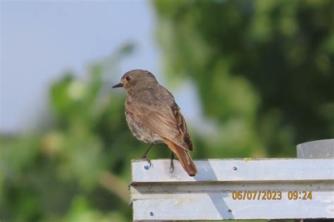 Foto Zwarte Roodstaart Phoenicurus Ochruros Waarnemingen Be