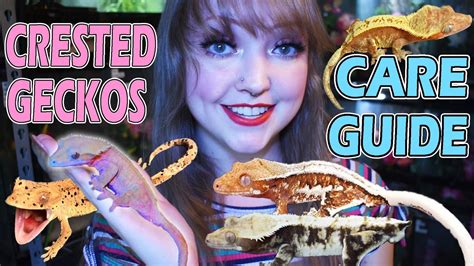 All About Crested Geckos Care Guide Youtube
