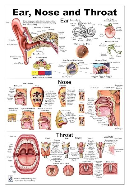 Ear And Throat Diagram