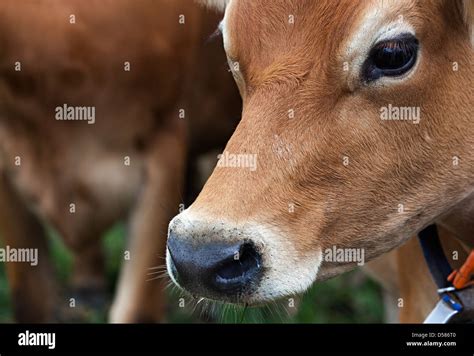 Head Of Jersey Cow Jersey Channel Islands Uk Stock Photo Alamy