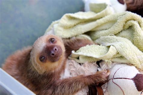 21 Adorable Sloths That Prove Kristen Bell Was Right All Along The