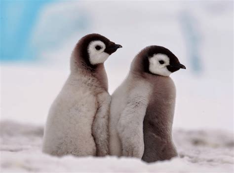 Emperor Penguins Mating