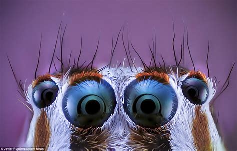 Javier Rupérez Takes Close Up Photos Of Spiders Daily Mail Online