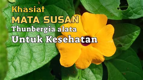 Khasiat Mata Susan Untuk Kesehatan YouTube