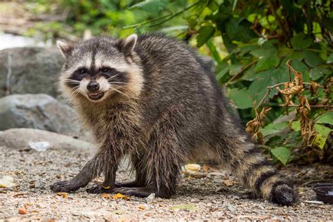 What Does A Raccoon Sound Like Terminix