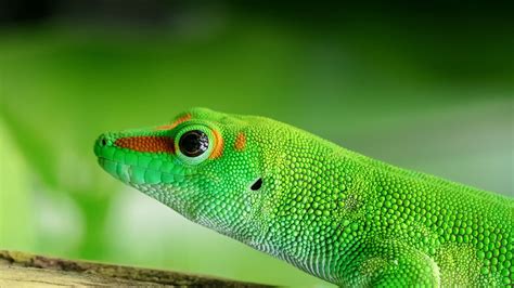Download Wallpaper 2560x1440 Lizard Reptile Green Color Widescreen