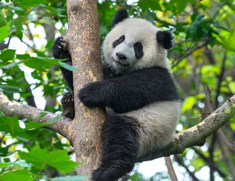 Panda Conservation Can Generate Billions Of Dollars In
