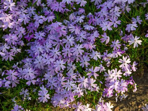 About Creeping Phlox How To Plant And Care For Creeping Phlox Plants