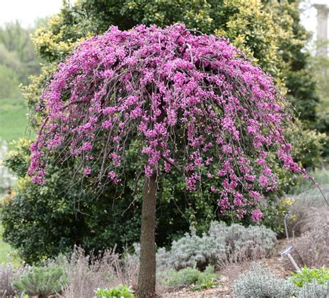 Dwarf Trees For Landscaping Ornamental Trees Landscaping Redbud Tree
